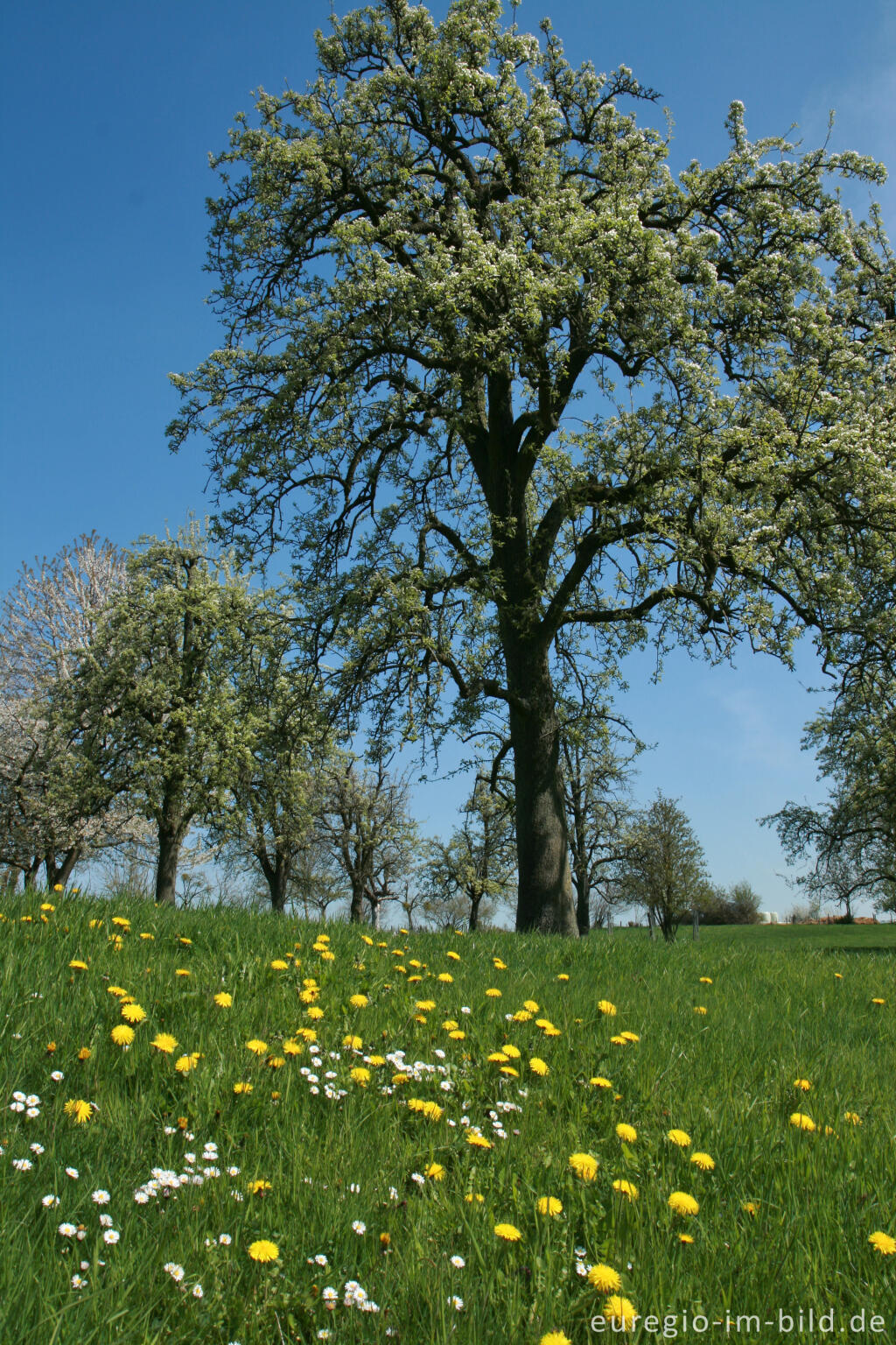 Detailansicht von Streuobstwiese bei Vijlen