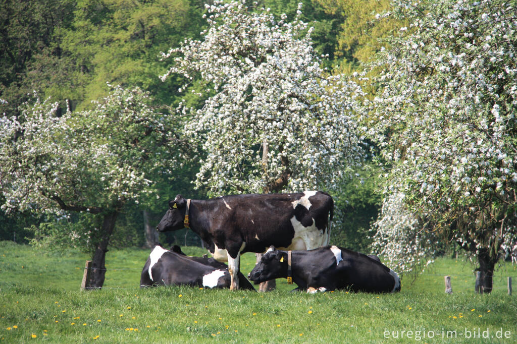 Detailansicht von Streuobstwiese beim Naturschutzgebiet Freyent