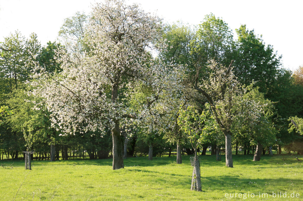 Detailansicht von Streuobstwiese im Indetal bei Stolberg-Münsterbusch