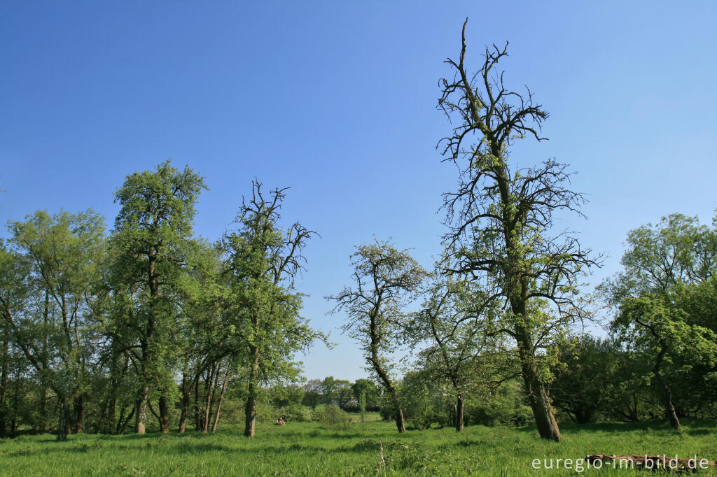 Detailansicht von Streuobstwiese im Indetal bei Stolberg-Münsterbusch