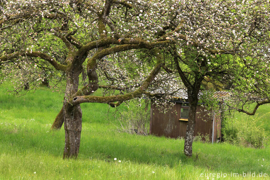 Detailansicht von Streuobstwiese in der Südeifel zwischen Schankweiler und Peffingen