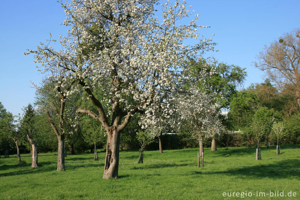 Detailansicht von Streuobstwiese mit blühendem Apfelbaum, Indetal bei Stolberg-Münsterbusch