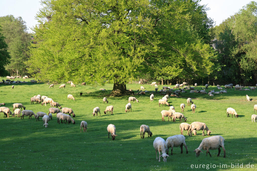 Detailansicht von Streuobstwiese mit Schafherde, Indetal bei Stolberg-Münsterbusch