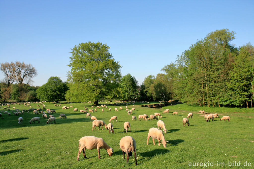 Detailansicht von Streuobstwiese mit Schafherde, Indetal bei Stolberg-Münsterbusch