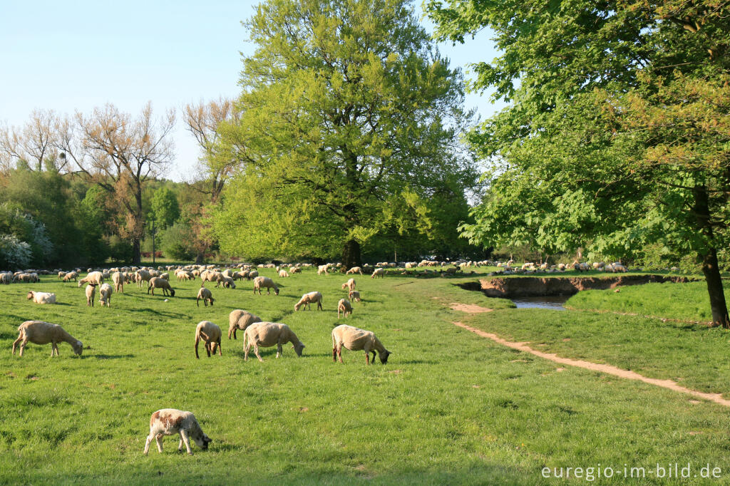 Detailansicht von Streuobstwiese mit Schafherde, Indetal bei Stolberg-Münsterbusch