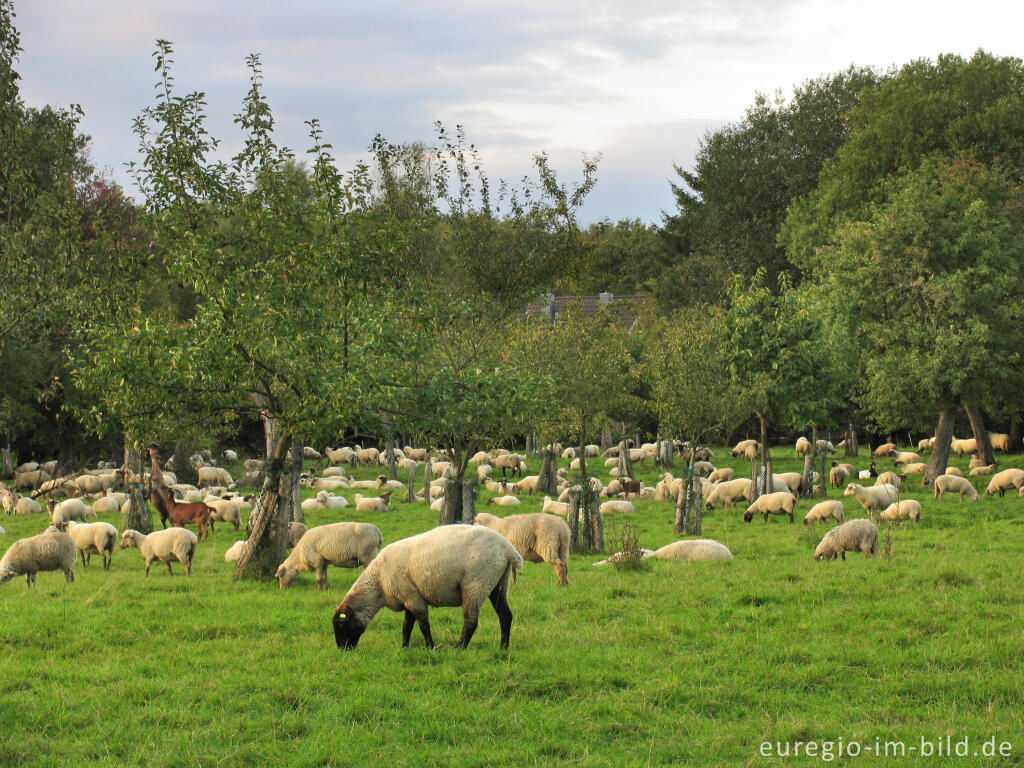 Detailansicht von Streuobstwiese mit Schafherde, Indetal bei Stolberg-Münsterbusch