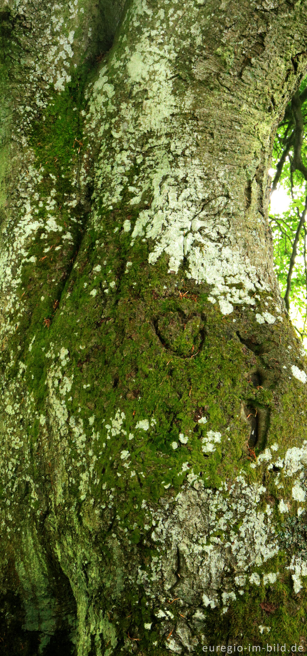 Detailansicht von Süntelbuche im NSG Seidenbachtal und Froschberg bei Blankenheim