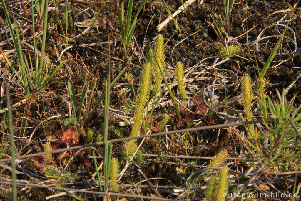 Detailansicht von Sumpf-Bärlapp oder Moorbärlapp, Lycopodiella inundata