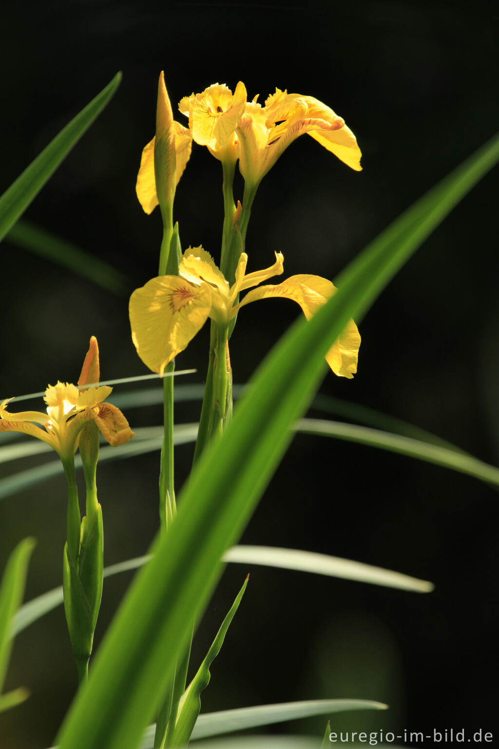 Detailansicht von Sumpf-Schwertlilie, Iris pseudacorus