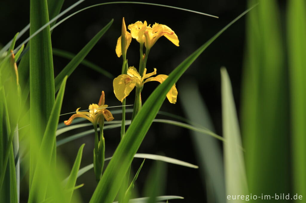 Detailansicht von Sumpf-Schwertlilie, Iris pseudacorus