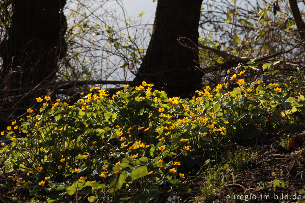 Detailansicht von Sumpfdotterblume, Caltha palustris, Quellgebiet beim Cranenweyer, Kerkrade