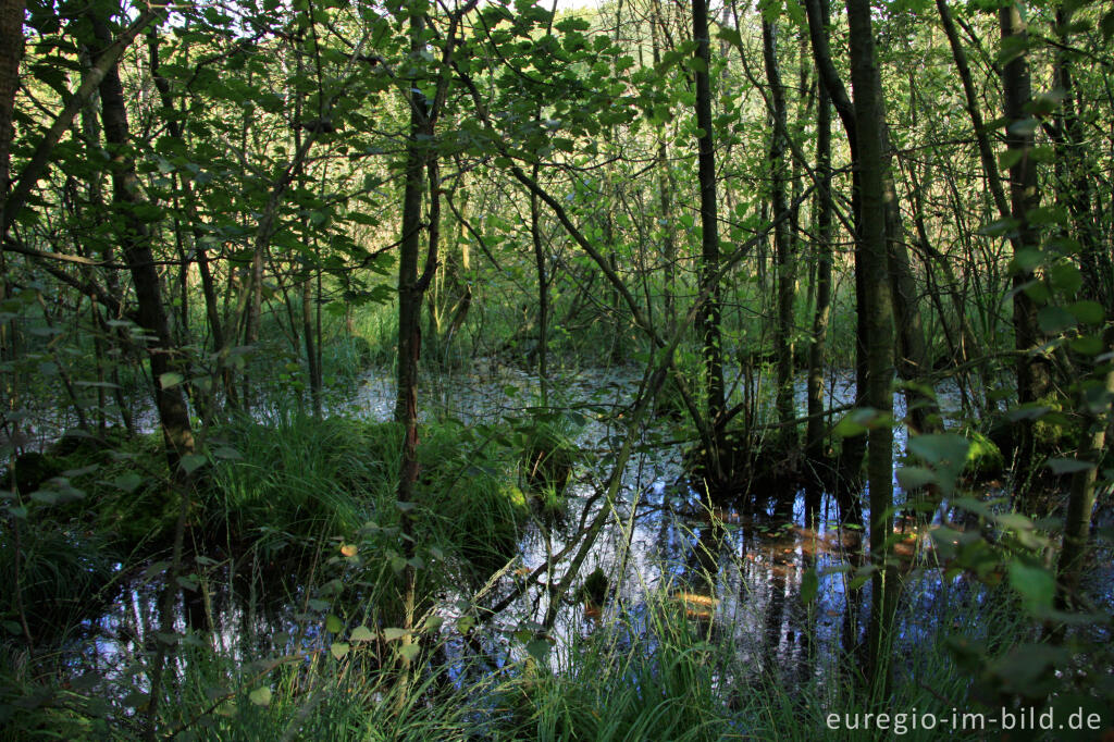 Sumpfgebiet entlang dem Rode Beek in der Brunssummerheide