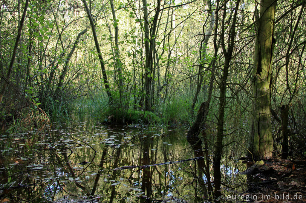 Detailansicht von Sumpfgebiet entlang dem Rode Beek in der Brunssummerheide