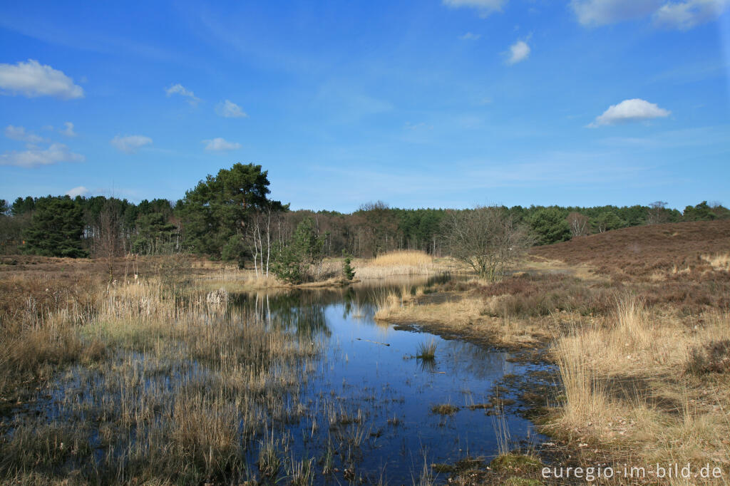 Detailansicht von Sumpfgebiet in der Brunssumer Heide