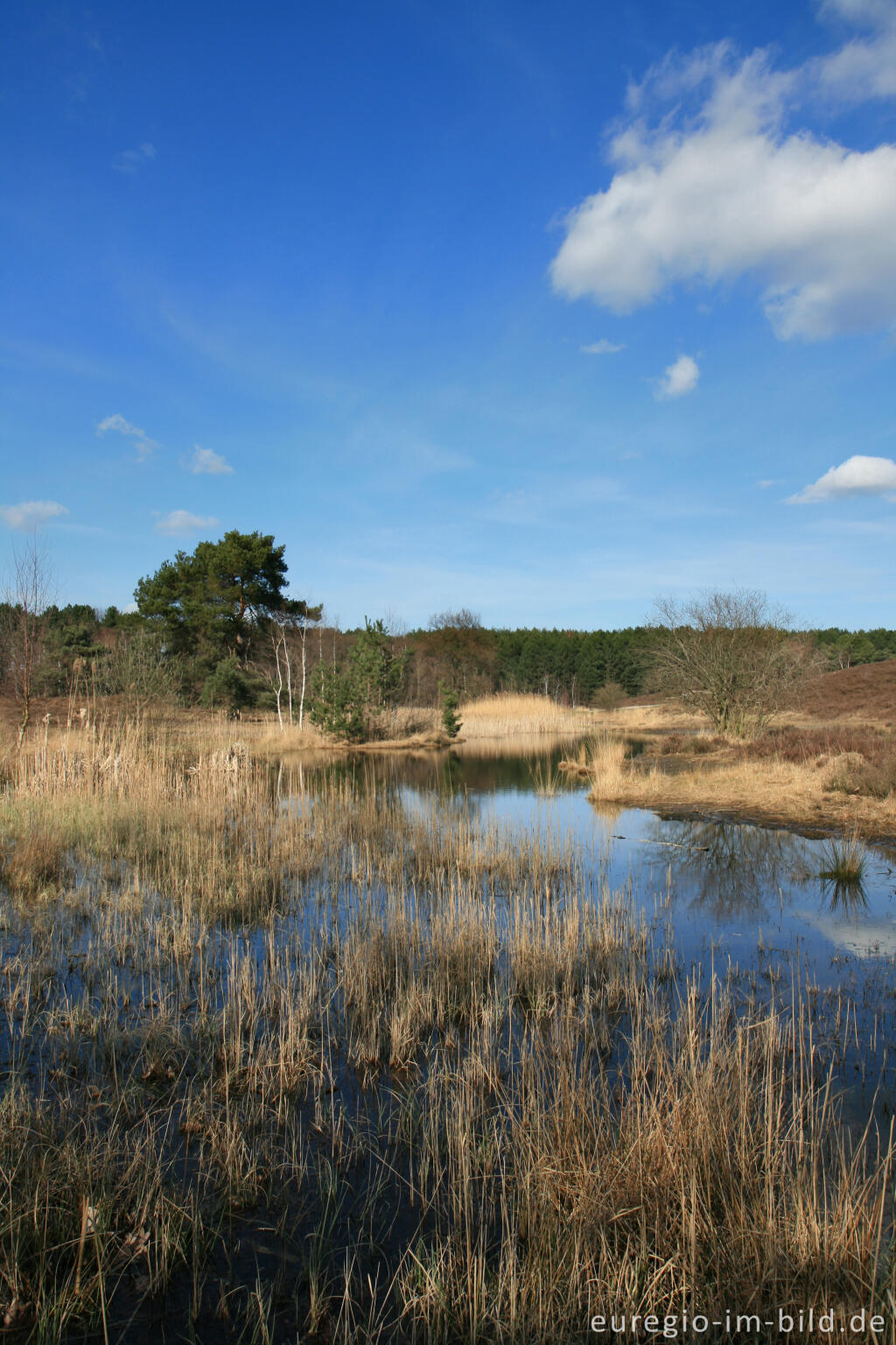 Detailansicht von Sumpfgebiet in der Brunssumer Heide