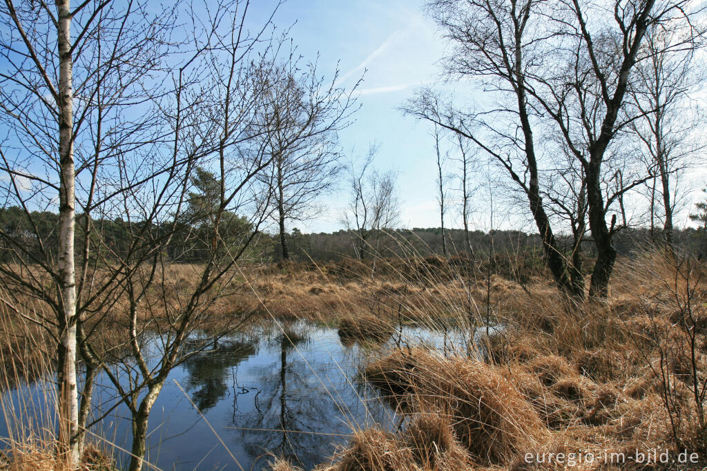 Detailansicht von Sumpfgebiet in der Brunssumer Heide