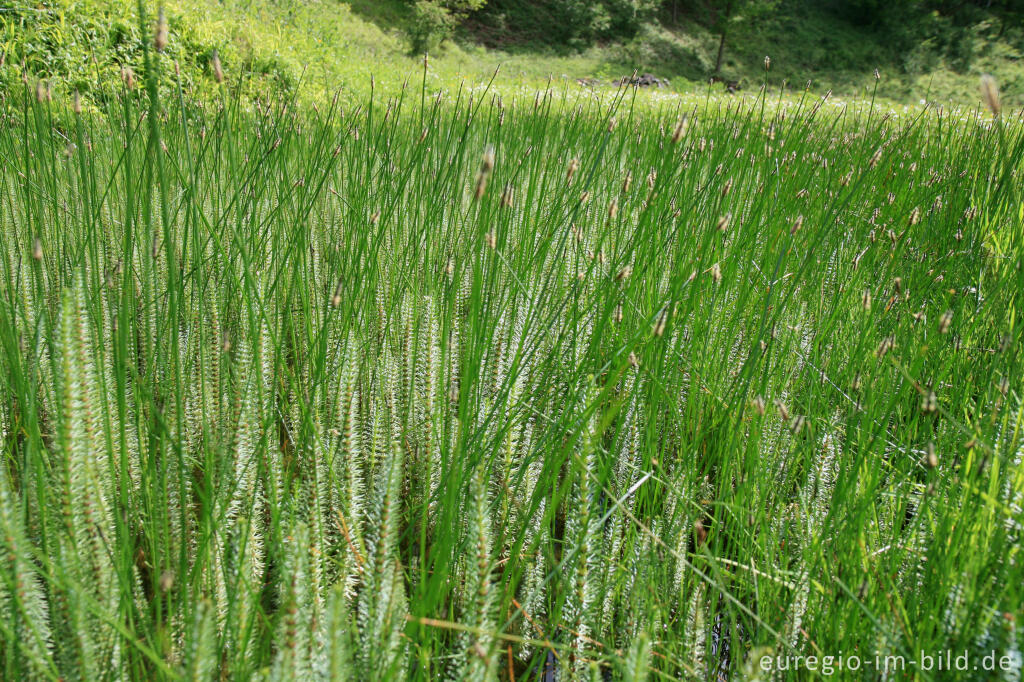 Tannenwedel, Hippuris vulgaris, mit Binsen