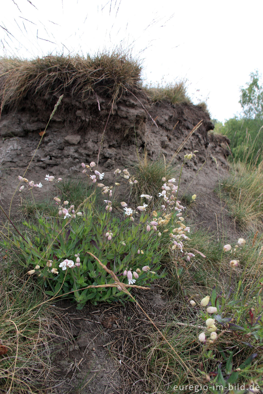 Detailansicht von Taubenkropf, Silene vulgaris, im NSG "Vieille Montagne-Altenberg" bei Kelmis (La Calamine)