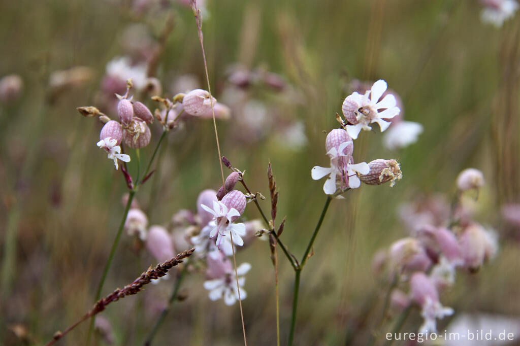 Detailansicht von Taubenkropf, Silene vulgaris, im NSG "Vieille Montagne-Altenberg" bei Kelmis (La Calamine)