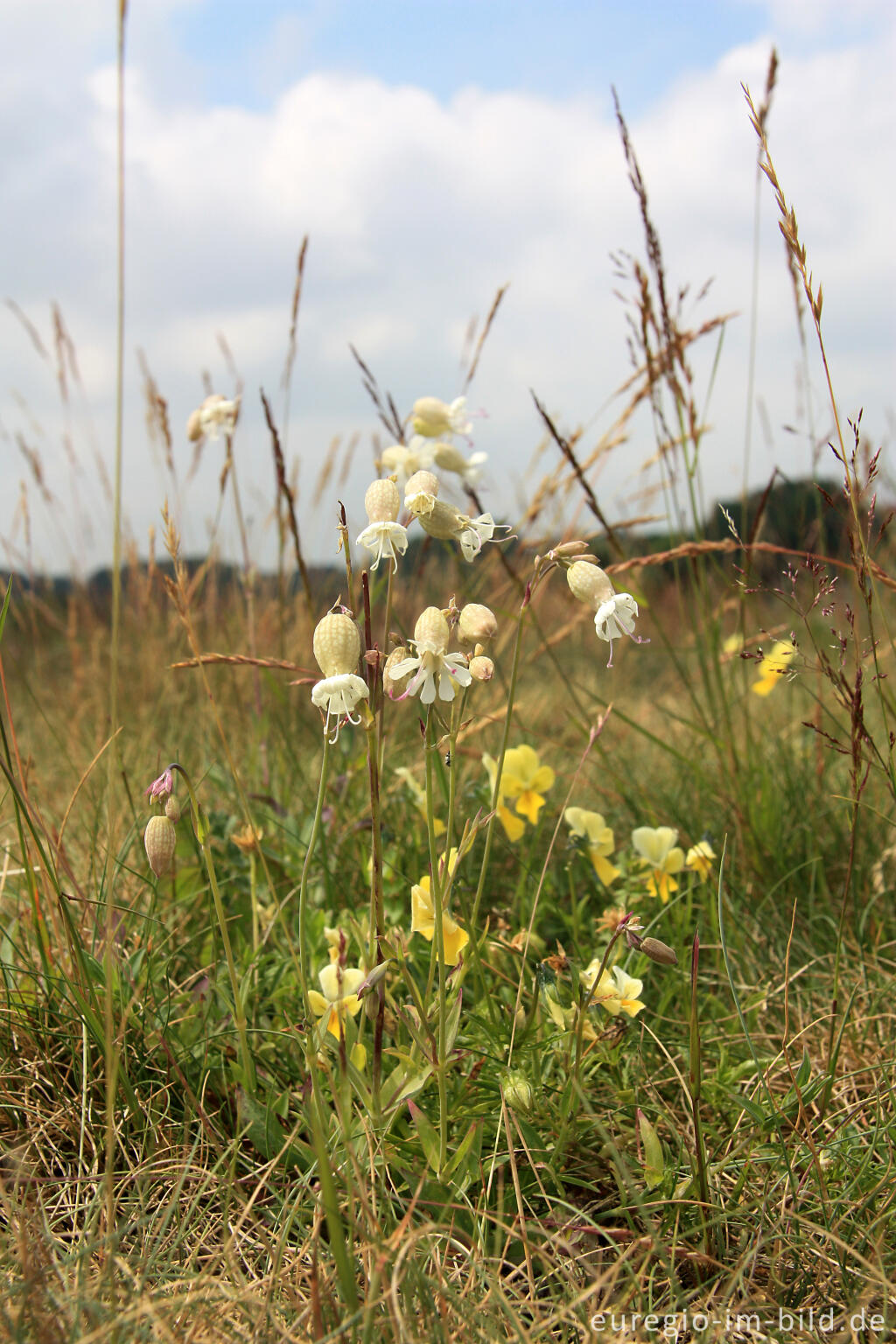 Detailansicht von Taubenkropf, Silene vulgarisund Galmeiveilchen, Viola lutea ssp. Calaminaria, im NSG "Vieille Montagne-Altenberg" bei Kelmis (La Calamine)