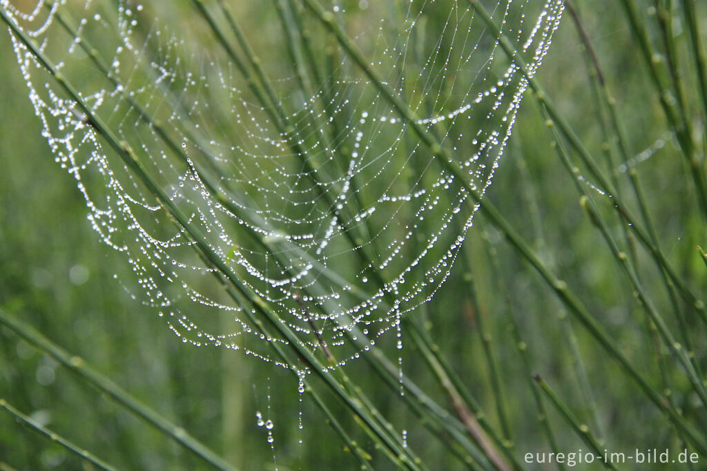 Tautropfen in einem Spinnennetz