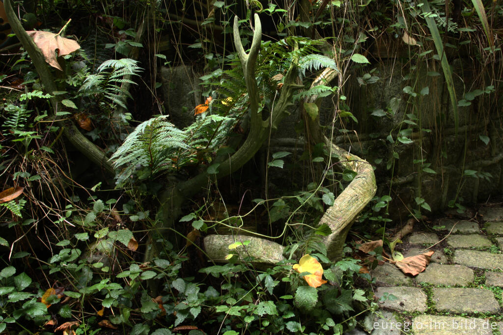 Detailansicht von Tiergeweih im Hortus Dialogus