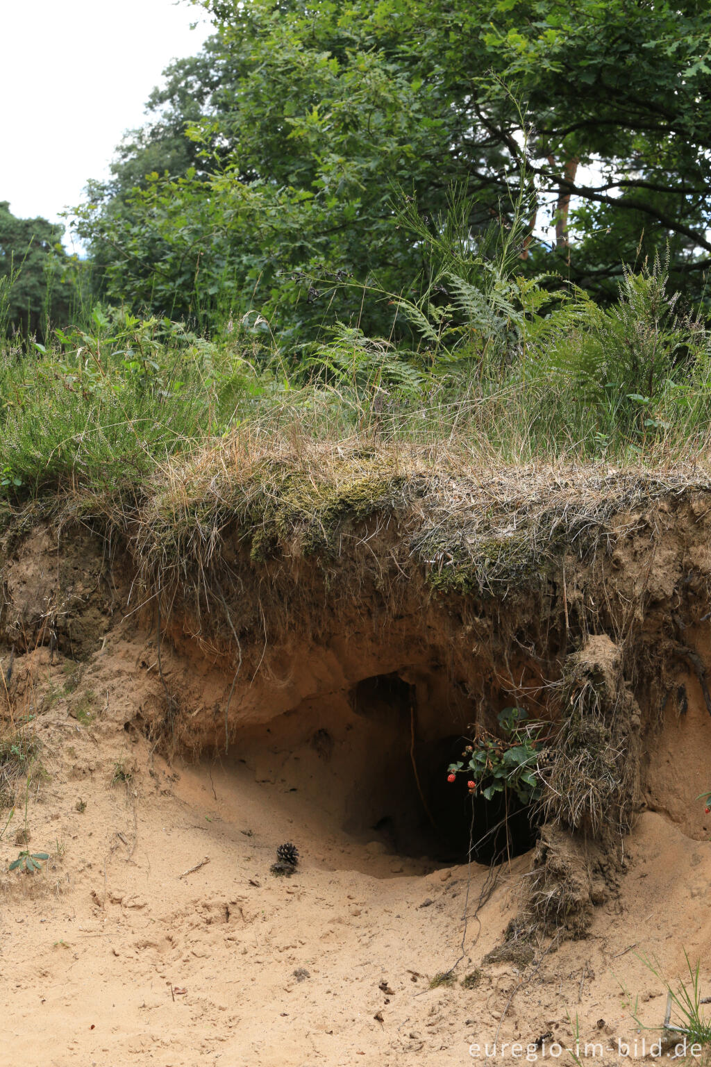 Detailansicht von Tierhöhle in der Wahner Heide