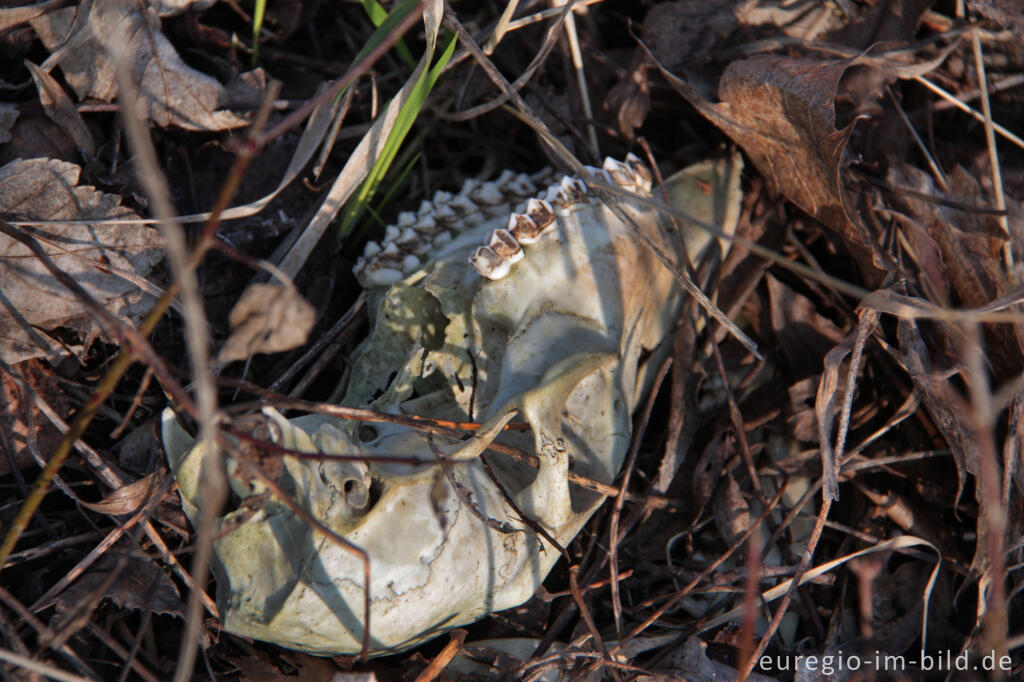 Detailansicht von Tierschädel, ein Fundstück im Wald des Schneebergs