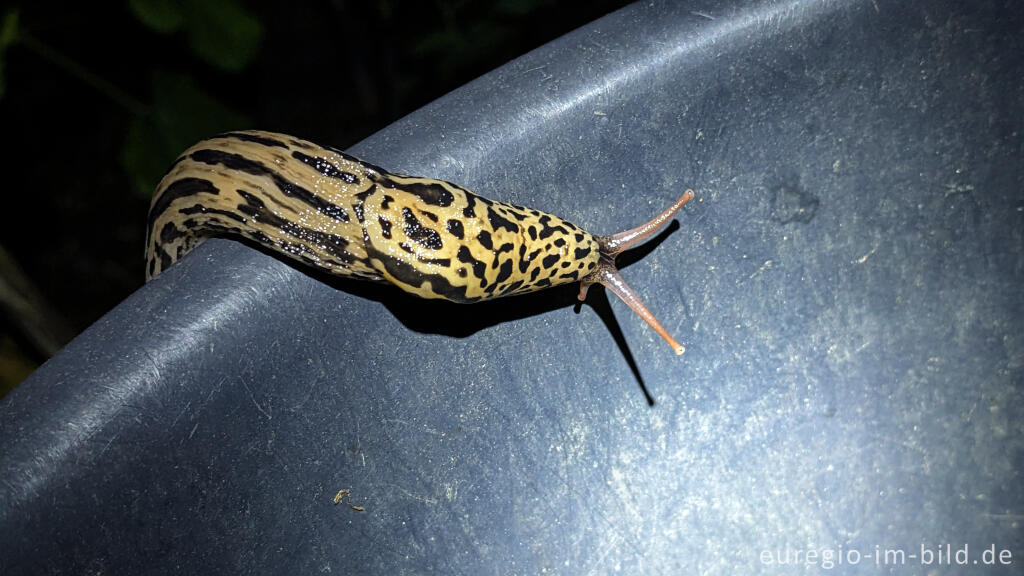 Detailansicht von Tigerschnegel (Limax maximus)