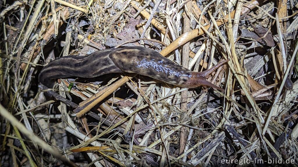 Detailansicht von Tigerschnegel (Limax maximus)