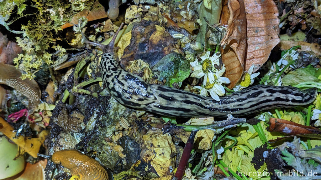 Detailansicht von Tigerschnegel (Limax maximus)