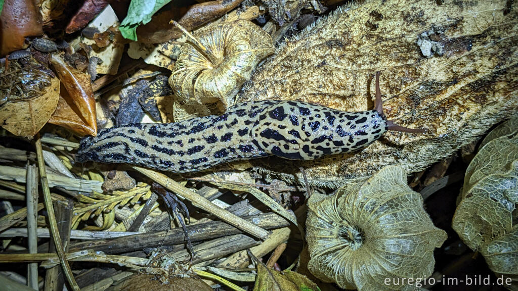 Detailansicht von Tigerschnegel (Limax maximus)