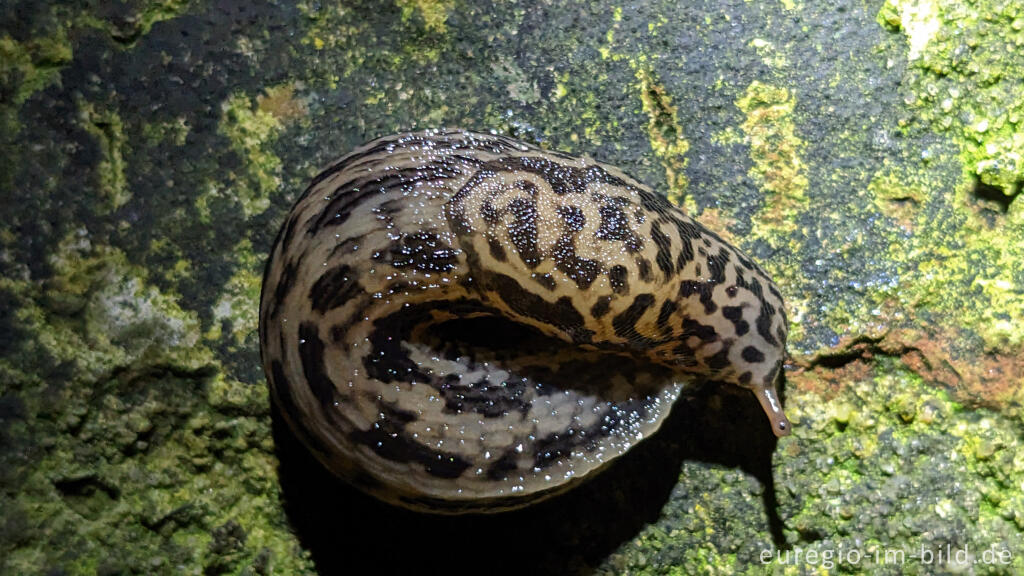 Detailansicht von Tigerschnegel (Limax maximus)