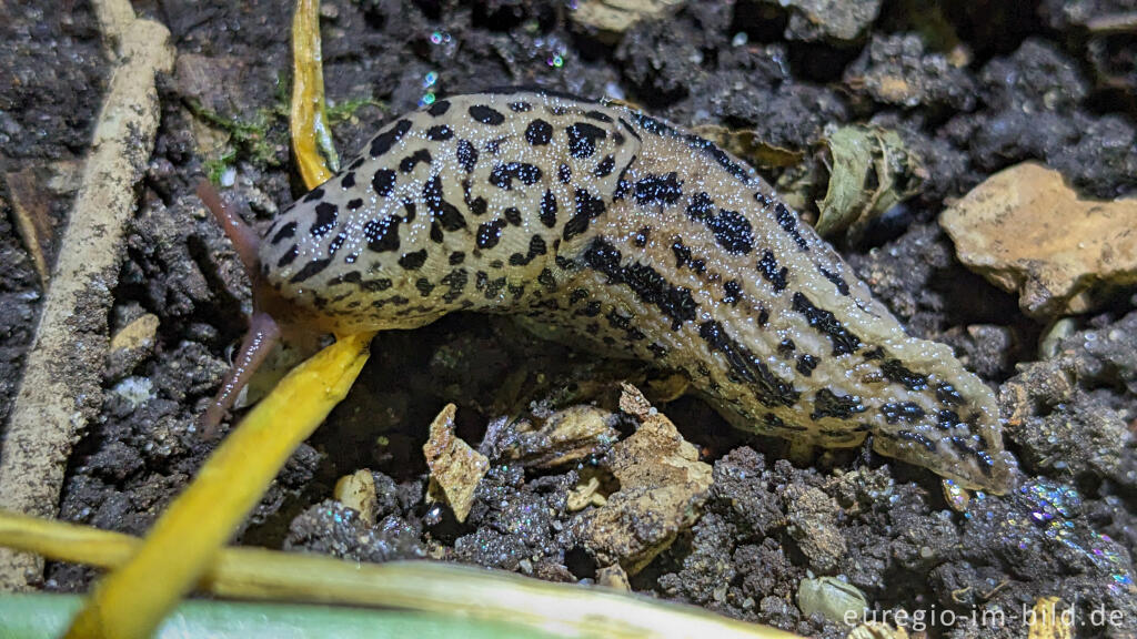 Detailansicht von Tigerschnegel (Limax maximus)