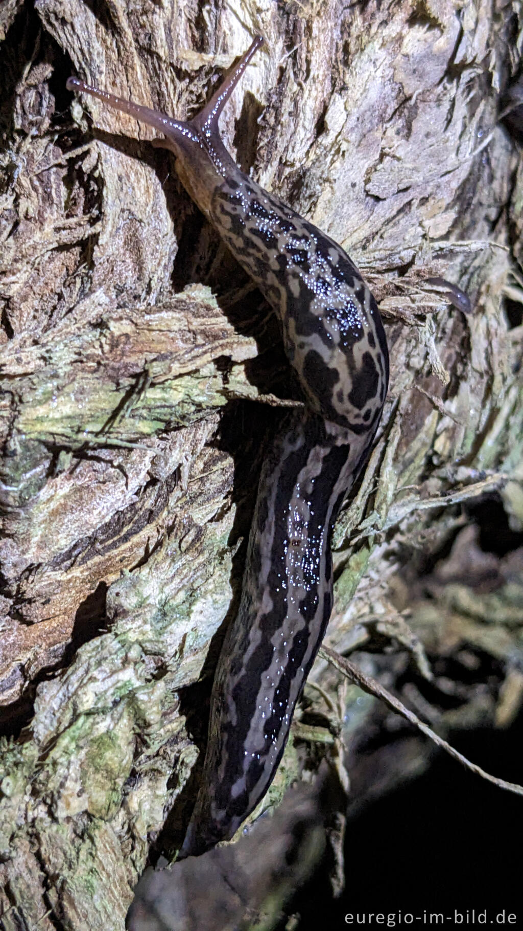 Detailansicht von Tigerschnegel (Limax maximus)