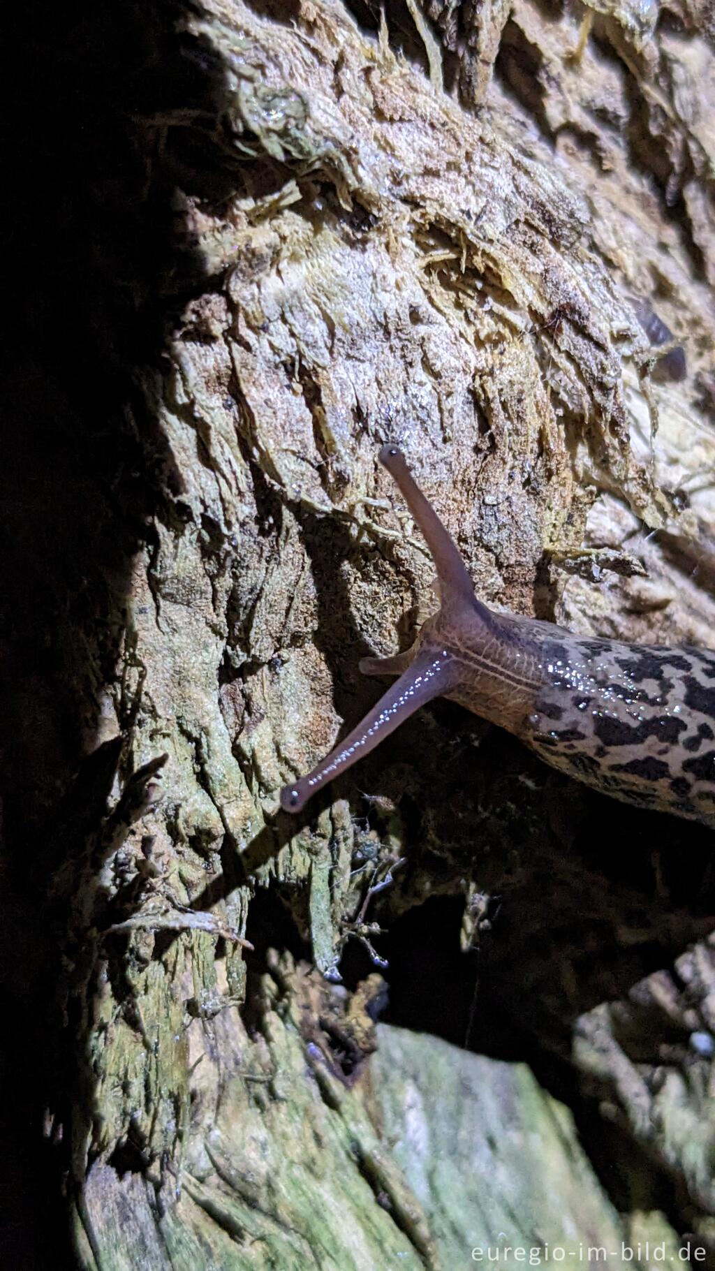 Detailansicht von Tigerschnegel (Limax maximus)