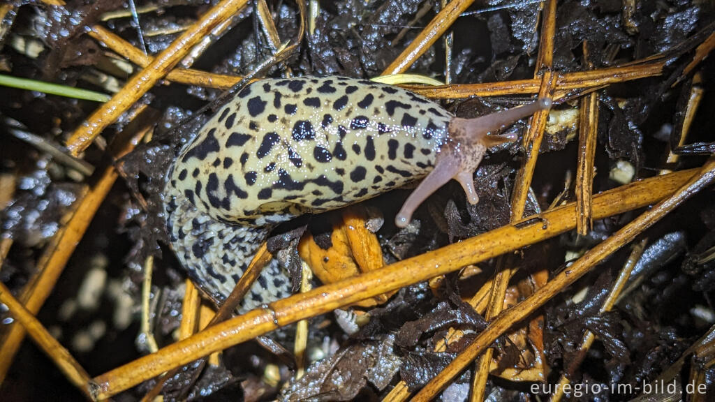 Detailansicht von Tigerschnegel (Limax maximus)