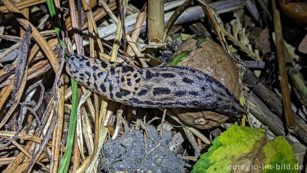 Detailansicht von Tigerschnegel (Limax maximus) mit eingezogenem Kopf