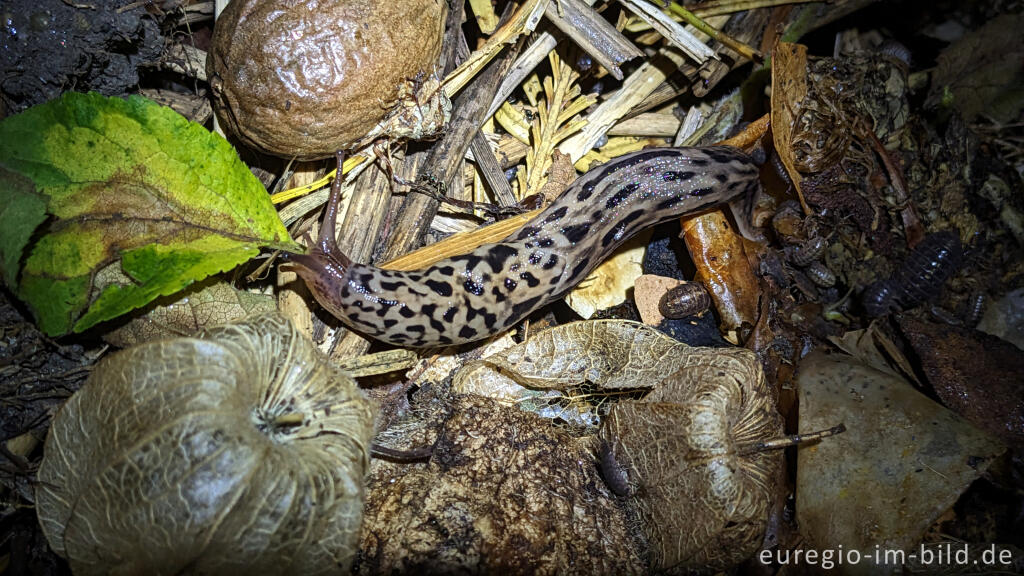 Detailansicht von Tigerschnegel (Limax maximus)