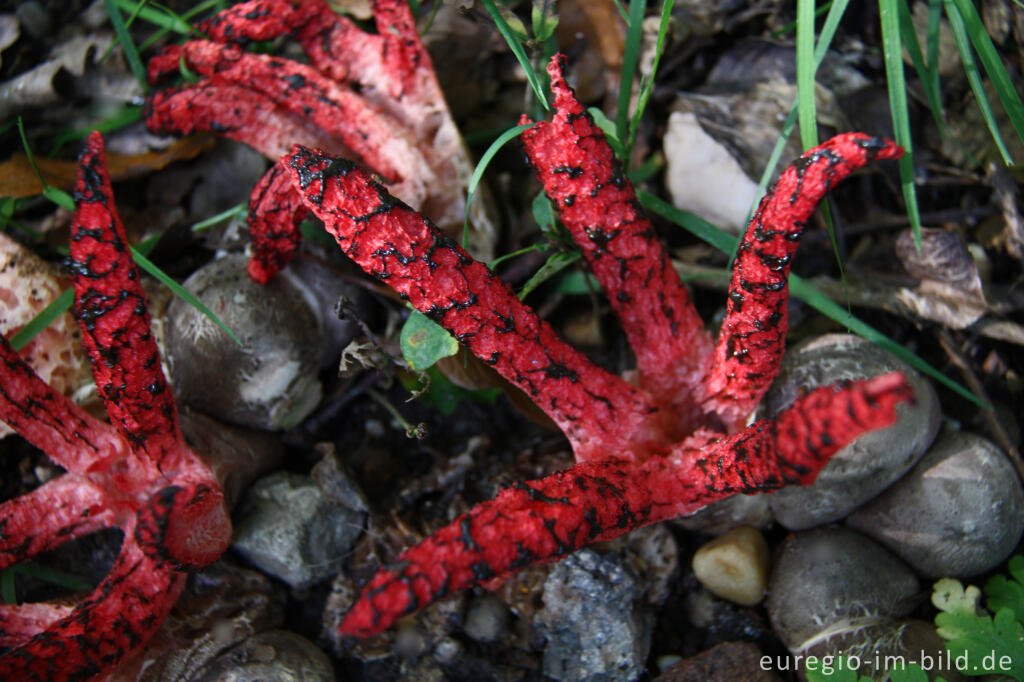 Detailansicht von Tintenfischpilz, Clathrus archeri, syn. Anthurus archer