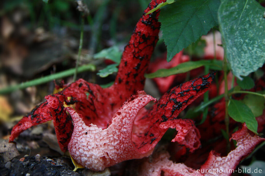 Detailansicht von Tintenfischpilz, Clathrus archeri, syn. Anthurus archer