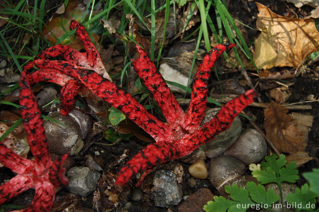 Detailansicht von Tintenfischpilz, Clathrus archeri, syn. Anthurus archer