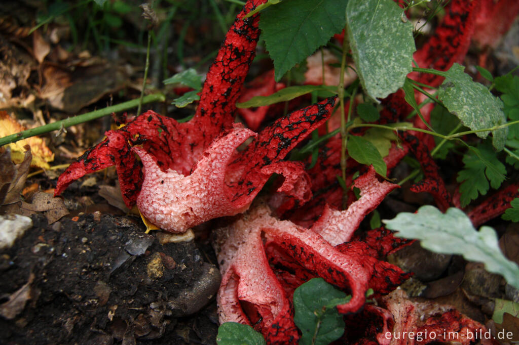 Detailansicht von Tintenfischpilz, Clathrus archeri, syn. Anthurus archer