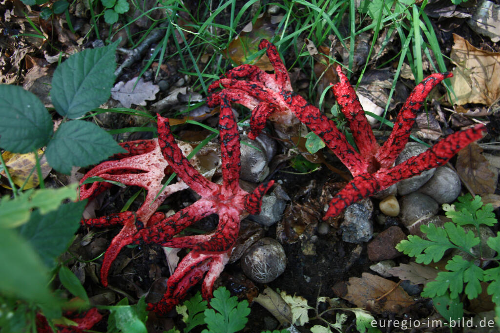 Detailansicht von Tintenfischpilz, Clathrus archeri, syn. Anthurus archer