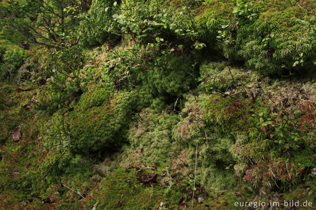 Detailansicht von Torfmoos, Sphagnum, an einem feuchten Hang,  Eifelsteig bei Trittscheid 