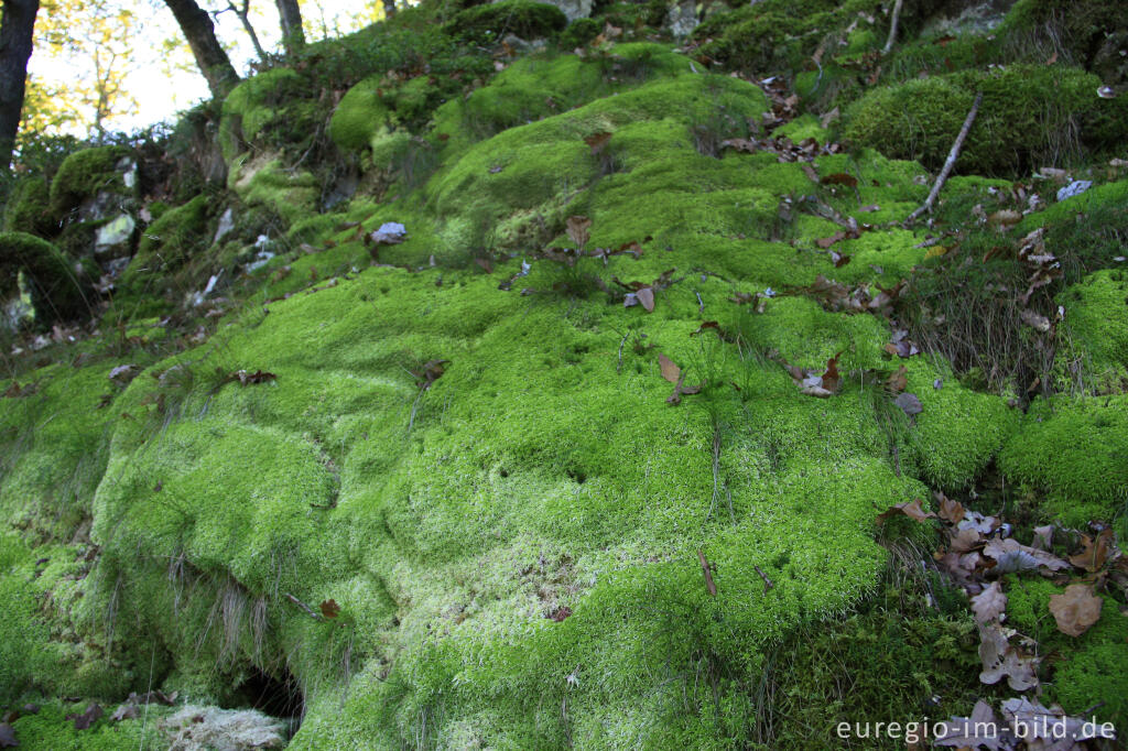 Detailansicht von Torfmoos, Sphagnum, an einem feuchten Hang, Liesertal bei Manderscheid