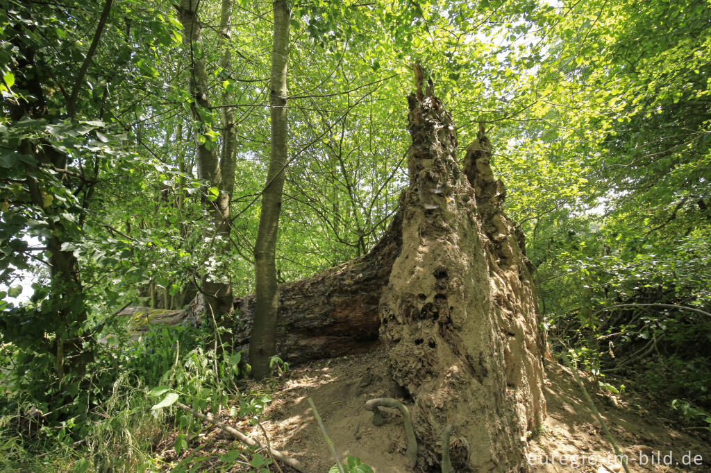 Detailansicht von Totholz, Baumallee von Bassenheim zum Karmelenberg