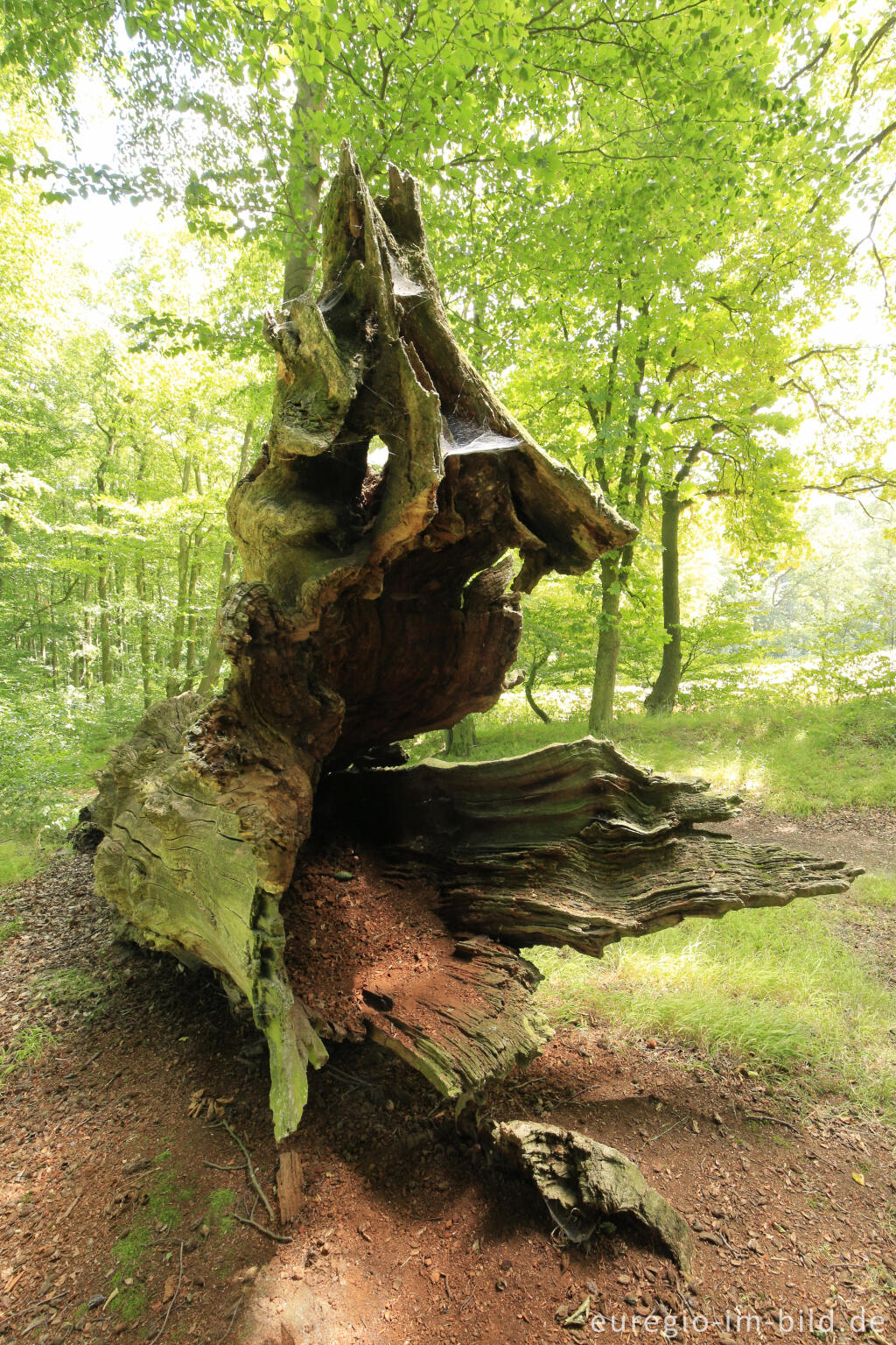 Detailansicht von Totholz, Baumallee von Bassenheim zum Karmelenberg