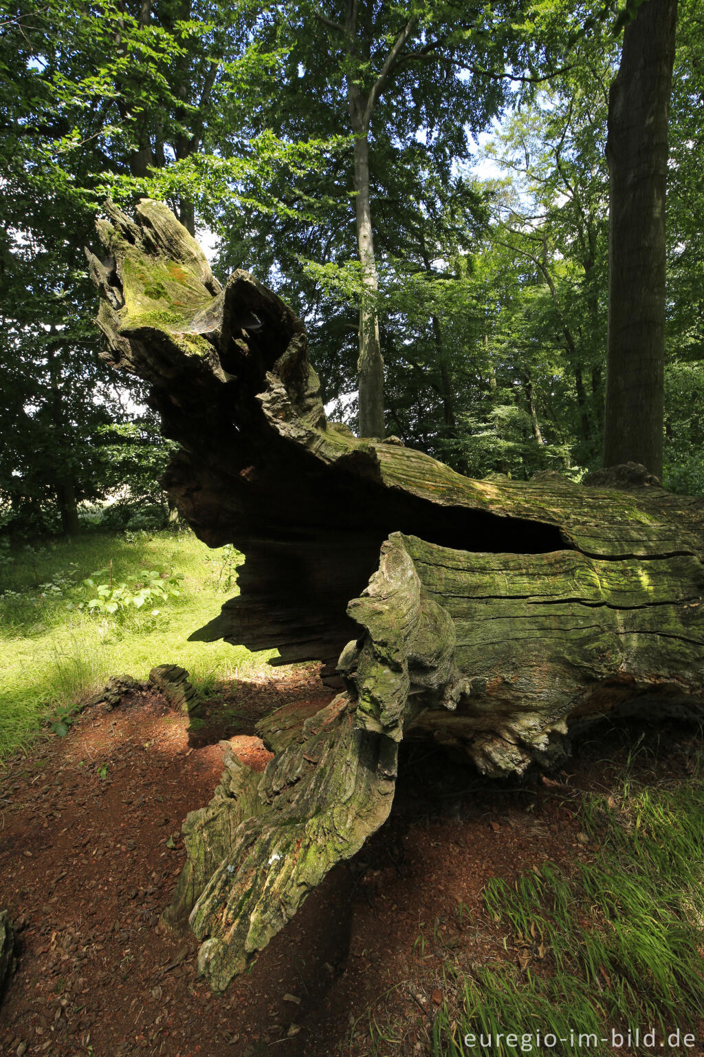 Detailansicht von Totholz, Baumallee von Bassenheim zum Karmelenberg