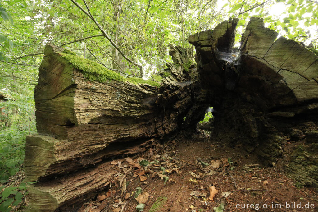 Detailansicht von Totholz, Baumallee von Bassenheim zum Karmelenberg